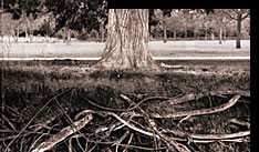 Picture of tree trunk and root system.