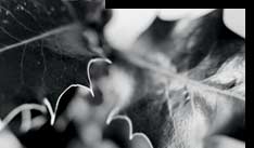 Picture of holly leaf